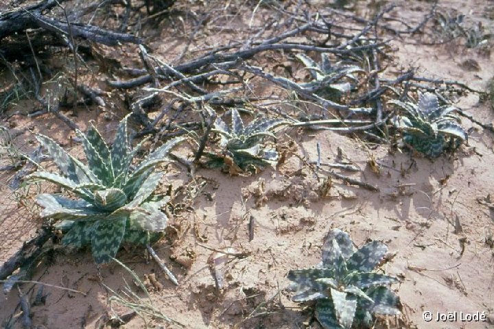 Aloe zebrina Kalahari, Botswana ©JLcoll.392